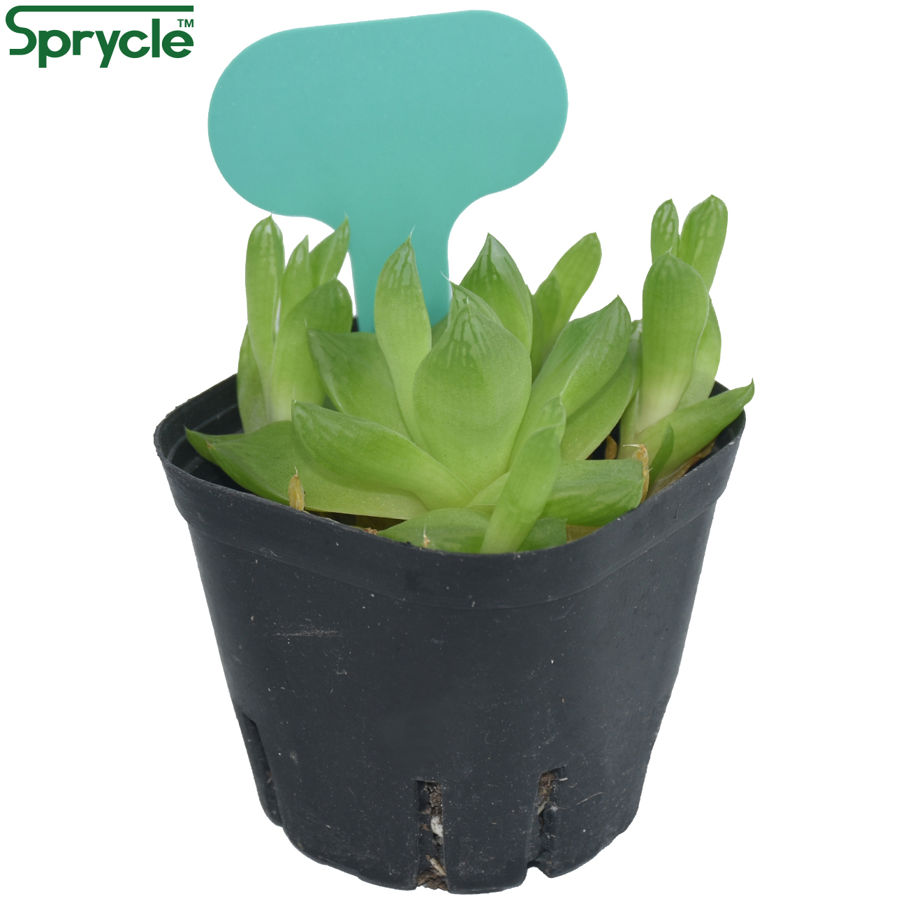 SPRYCLE 50 Buah 50X70MM Penand - Garden Label Marker ulasan dan harga