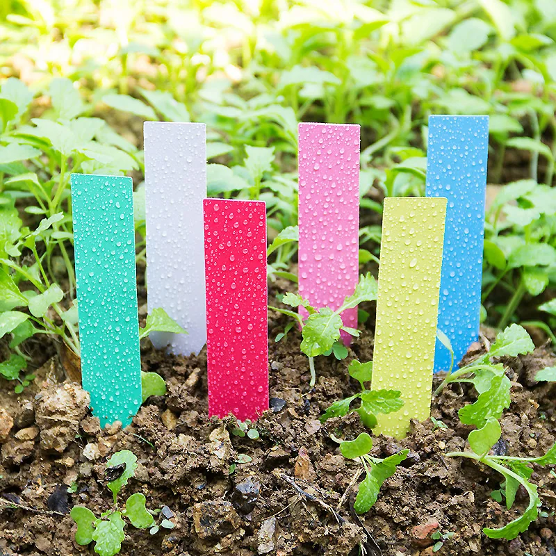 100Pcs Tebal 4Inch Tanaman Lab - Garden Label Marker ulasan dan harga